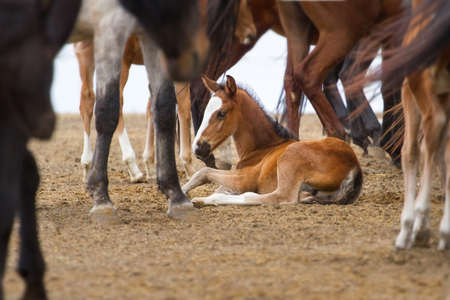 Foal rest in herdの写真素材