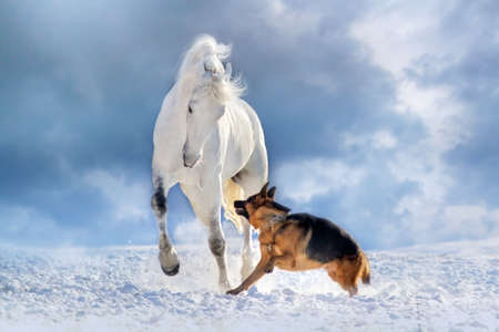 White horse play with a german shepherd on a snowy field