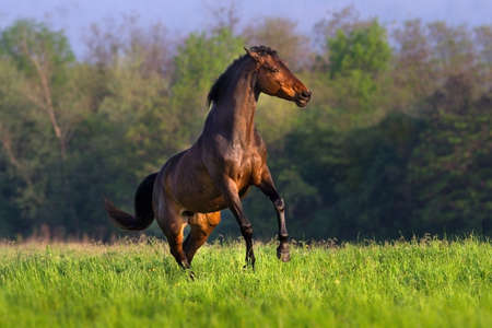 Bay horse with long mane rearing up in spring fieldの写真素材