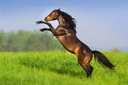 Beautiful bay horse rearing up in spring green field