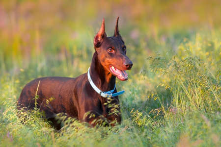 Brown doberman in grass at sunset lightの写真素材