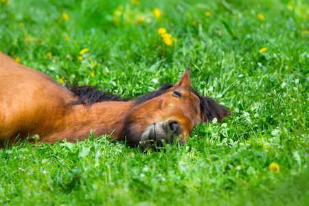 Bay horse sleep on spring green grassの写真素材
