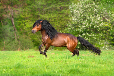 Bay hutsul stallion run on spring green pastureの写真素材
