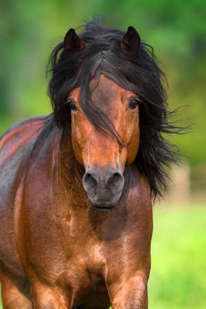 Bay stallion with long mane