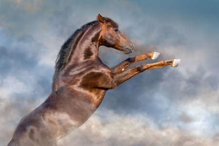 Red stallion with long mane rearing up against clouds of dustの写真素材