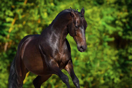 Bay stallion portrait with braided mane in motion against green background