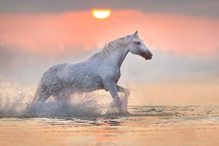 White horse runs through the water with spray at pink dawnの写真素材