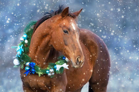 Red horse portrait in christmas decoration wreathの写真素材