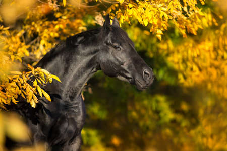 Black horse portrait in autumn leavesの写真素材