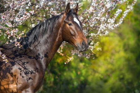 Bay horse portrait in spring apricot blossomの写真素材