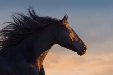 Black horse portrait in motion with long mane at sunset lightの写真素材