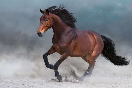 Bay in the dust run against the skyの写真素材
