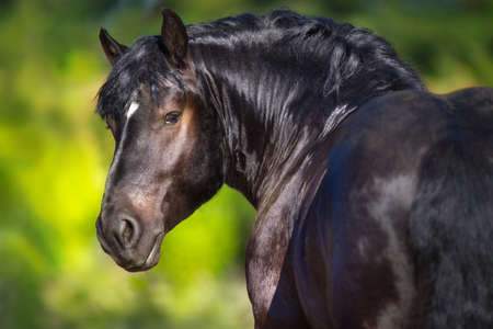 Black draft horse portrait on green backgroundの写真素材