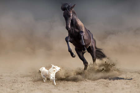 Horse play with dog in the desert dustの写真素材