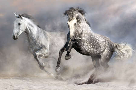Two white andalusian horses run in the desert dust