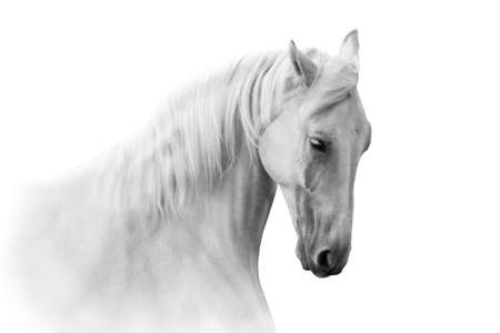 White horse close up in motion portrait on white backgroundの写真素材