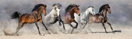Horses run fast in the sand against the dramatic sky