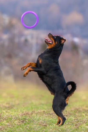 Rottweiler play in autumn parkの写真素材