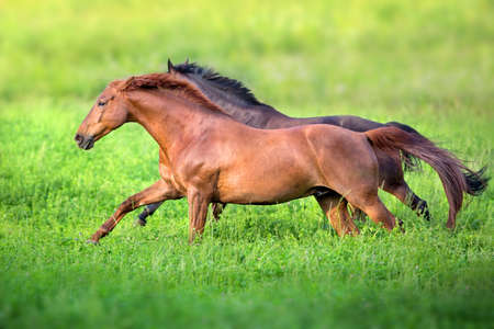 Horses free run in green meadow