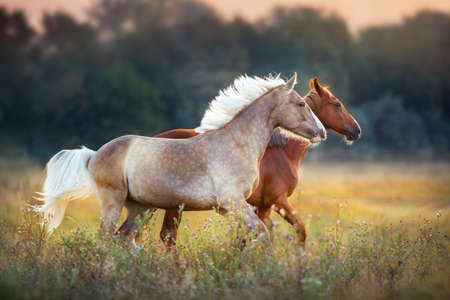 Palominoand chestnut horse run fast at sunrise meadow