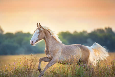 Palomino horse run fast at sunrise meadowの写真素材