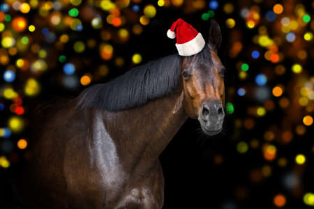 Christmas horse with red santa hat on bokeh backgroundの写真素材