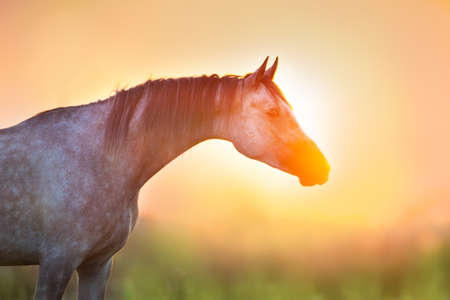 Grey stallion portrait at sunrise lightの写真素材