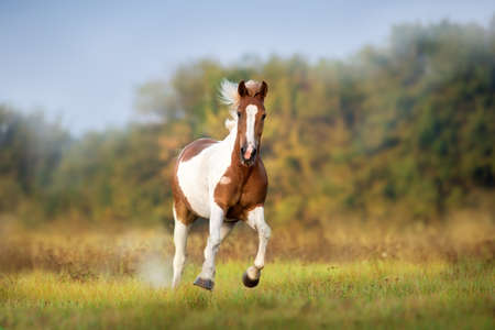 Piebald  horse run gallop on meadowの写真素材