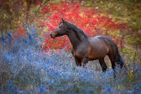 Bay stallion standing in crataegus treesの写真素材