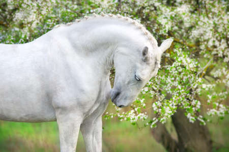 White horse portrait on spring landscapeの写真素材