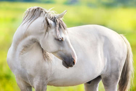 White horse portrait with green meadow and trees behindの写真素材