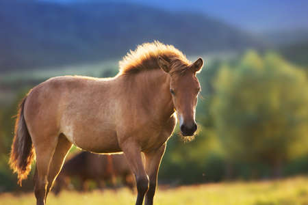 Bay colt close up on spring green meadow at sunsetの写真素材