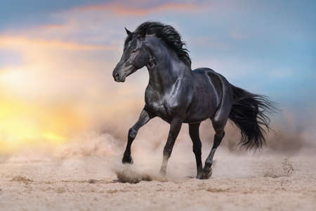 Black stallion run on desert dust against dramatic backgroundの写真素材