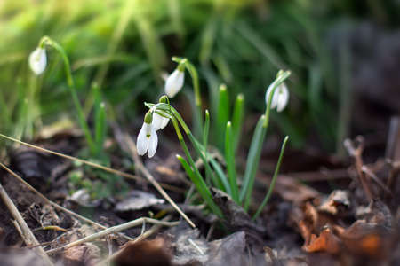 Galantus flowers on spring garden