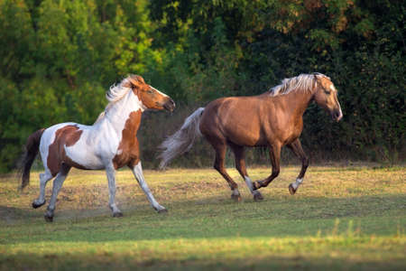 Piebald and palomino horse run gallop on meadow
