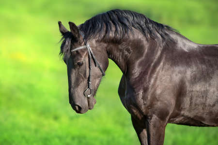 Horse with long mane close up portrait in motion
