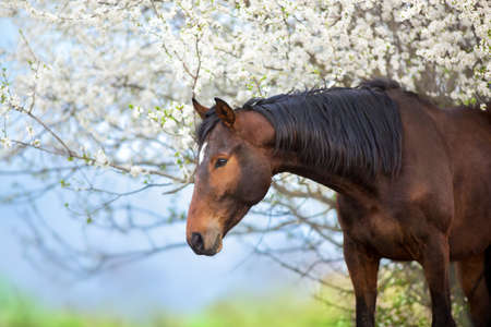 Bay stallion portrait on spring blossom treeの写真素材