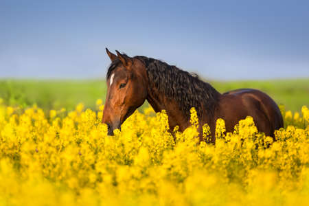 Bay horse with long mane on rape field の写真素材