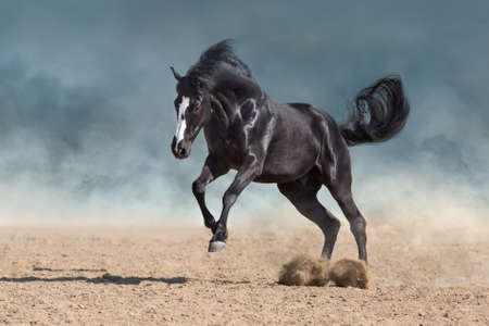 Horse free run gallop in sandy dustの写真素材