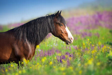 Close up horse portrait in flowers meadowの写真素材