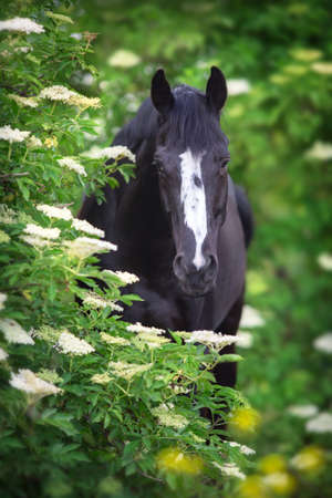 Black Horse portrait on spring blossom treesの写真素材