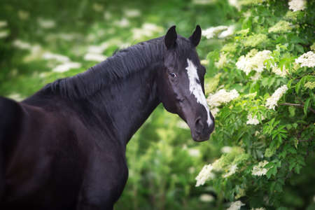 Black Horse portrait on spring blossom treesの写真素材