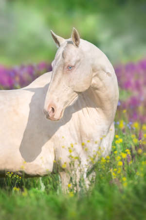 Close up cremello horse portrait in flowers meadowの写真素材