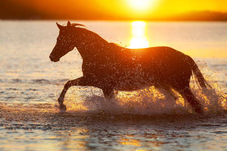 Horse silhouette run in river at sunsetの写真素材