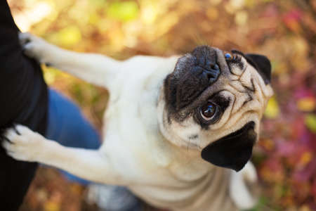 Mops portrait close up in autumn beautiful   parkの写真素材