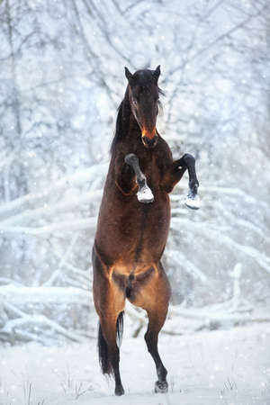 Bay horse rearing up in snow winter forestの写真素材