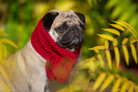 Mops portrait in red scarf close up in autumn beautiful   parkの写真素材