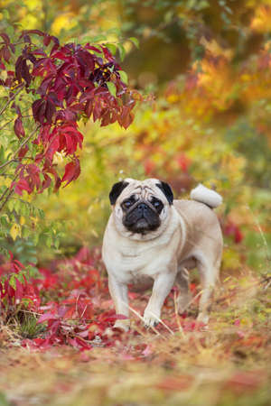 Mops portrait close up in autumn beautiful   parkの写真素材