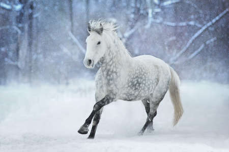 White stallion run in snow fieldの写真素材