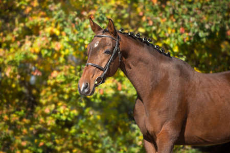 Bay horses in bridle against yellow autumn treesの写真素材